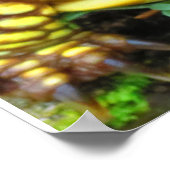 Schildpad Poster (Hoek)