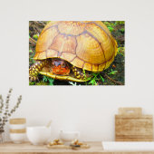 Schildpad Poster (Keuken)