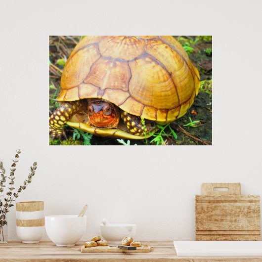 Schildpad Poster (Keuken)