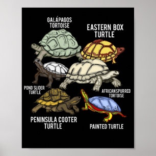 Schildpad rassen Galapagos schildpad soorten schil Poster