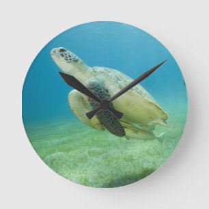 Schildpad Ronde Klok