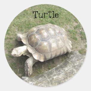 Schildpad Ronde Sticker