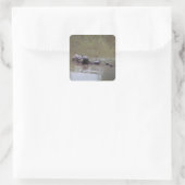 Schildpad Stickers (Tas)