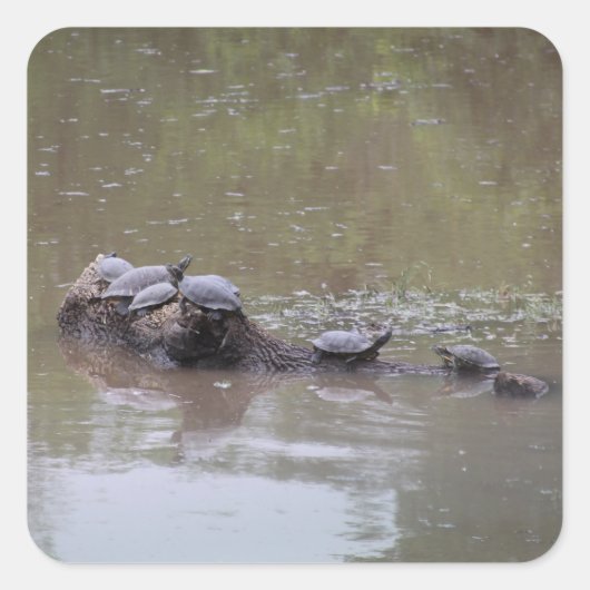 Schildpad Stickers (Voorkant)