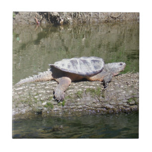 Schildpad Tegeltje