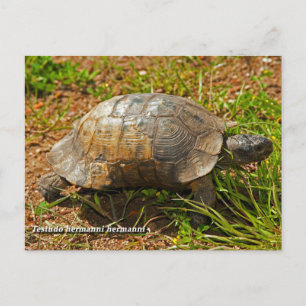 Schildpad. Testudo Hermanni Hermanni, Griekenland. Briefkaart