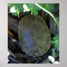 Schildpad tussen het groen