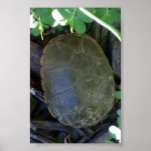 Schildpad tussen het groen