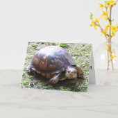 Schildpad - Verlate verjaardag Kaart (Gele Bloem)