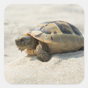 Schildpad Vierkante Sticker