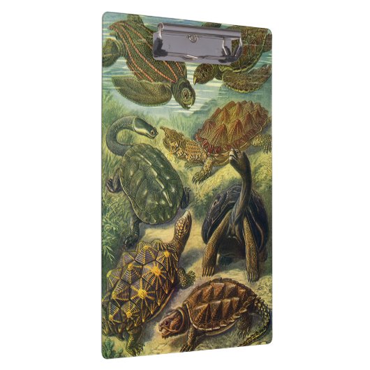 schildpadden en Zeeen schildpadden door Ernst Hae Klembord (Rechts)