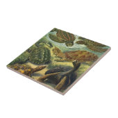 schildpadden en Zeeen schildpadden door Ernst Hae Tegeltje (Zijkant)
