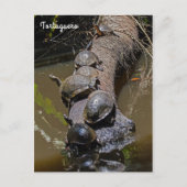 Schildpadden in het Nationaal Park Tortuguero - Co Briefkaart (Voorkant)