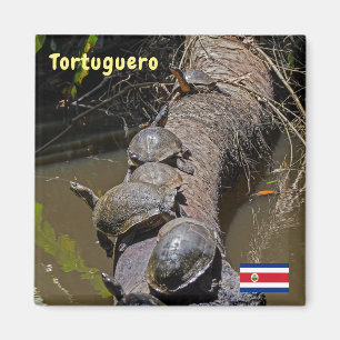 Schildpadden in het Nationaal Park Tortuguero - Co Magneet