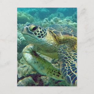 Schildpadden op Hawaï Briefkaart