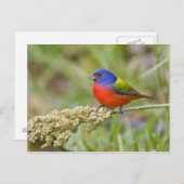 Schildpadden (Passerian ciris), mannelijk vervoede Briefkaart (Voorkant / Achterkant)