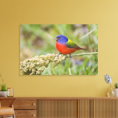 Schildpadden (Passerian ciris), mannelijk vervoede Canvas Afdruk (Insitu (Woonkamer))