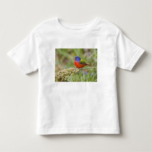 Schildpadden (Passerian ciris), mannelijk vervoede Kinder Shirts (Voorkant)