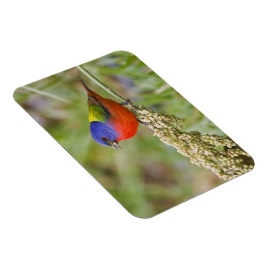 Schildpadden (Passerian ciris), mannelijk vervoede Magneet (Rechterzijde)