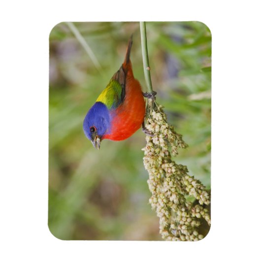 Schildpadden (Passerian ciris), mannelijk vervoede Magneet (Verticaal)