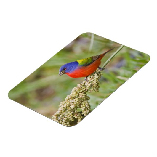 Schildpadden (Passerian ciris), mannelijk vervoede Magneet (Linkerzijde)