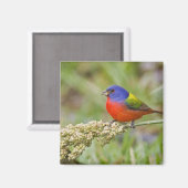 Schildpadden (Passerian ciris), mannelijk vervoede Magneet (Voorkant / Achterkant)