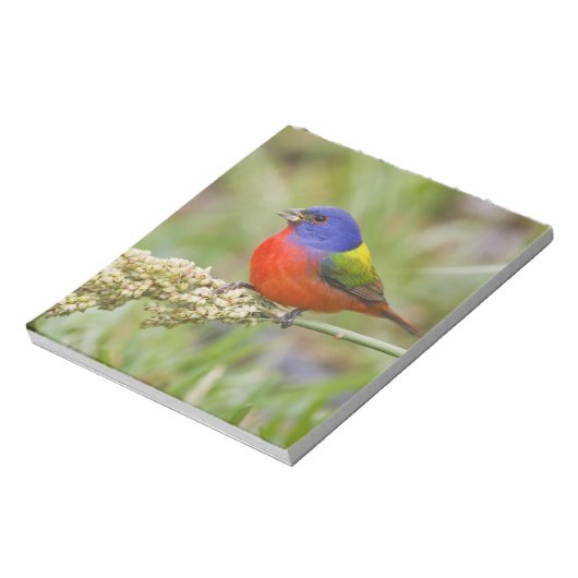 Schildpadden (Passerian ciris), mannelijk vervoede Notitieblok (Gedraaid)