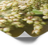 Schildpadden (Passerian ciris), mannelijk vervoede Poster (Hoek)