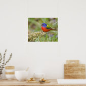 Schildpadden (Passerian ciris), mannelijk vervoede Poster (Keuken)