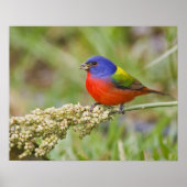 Schildpadden (Passerian ciris), mannelijk vervoede Poster (Voorkant)