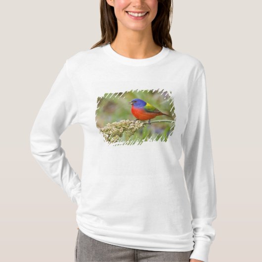 Schildpadden (Passerian ciris), mannelijk vervoede T-shirt (Voorkant)