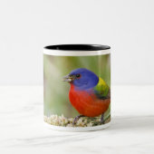 Schildpadden (Passerian ciris), mannelijk vervoede Tweekleurige Koffiemok (Center)