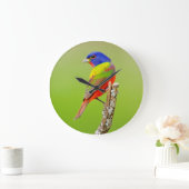 Schildpadden (Passerina ciris) Grote Klok (Huis)