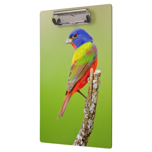 Schildpadden (Passerina ciris) Klembord (Links)