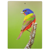 Schildpadden (Passerina ciris) Klembord (Achterkant)