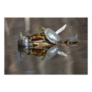 Schildpaddestoel Foto Afdruk