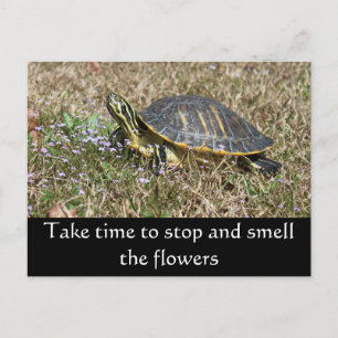 Schildschildpad Briefkaart