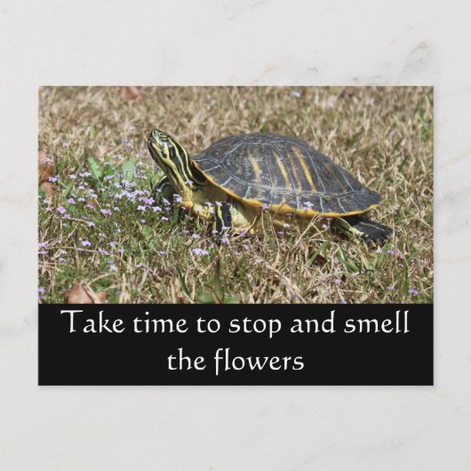 Schildschildpad Briefkaart (Voorkant)