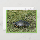 Schildschildpad Briefkaart (Voorkant / Achterkant)