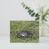 Schildschildpad Briefkaart (Staand voorkant)