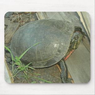 Schildschildpad (Chrysemys picta) Muismat