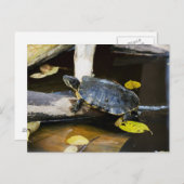Schildschildpad in het wild briefkaart (Voorkant / Achterkant)