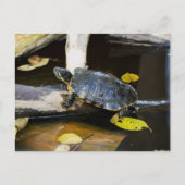 Schildschildpad in het wild briefkaart (Voorkant)