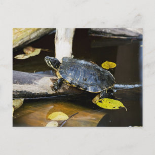 Schildschildpad in het wild briefkaart