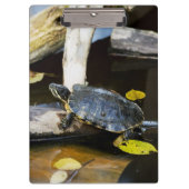 Schildschildpad in het wild klembord (Voorkant)