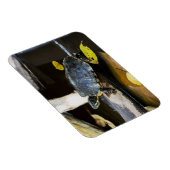 Schildschildpad in het wild magneet (Rechterzijde)