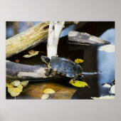 Schildschildpad in het wild poster (Voorkant)