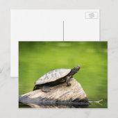 Schildschildpad op een logboek briefkaart (Voorkant / Achterkant)