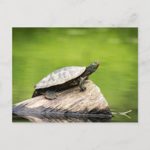 Schildschildpad op een logboek briefkaart