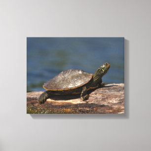 Schildschildpad op een logboek canvas afdruk